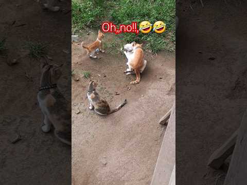 Cat Matting Job Done Very Well Viral Funny Cats Animal Matte Rape Badboy