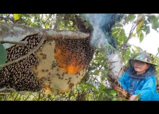 Spray Video Of The Process Of Exploiting Forest Honey Living With Nature 2