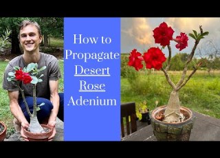  DESERT ROSE ADENIUM Propagation Tutorial Complete Instructions Taking Cuttings Rooting