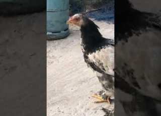  انثى براهما العمر 3 أشهر