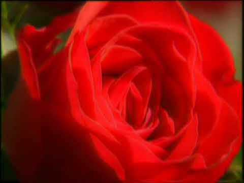 Abdurrahman önül Uçun Kuşlar Medineye Abdurrahman önül Uçun Kuşlar Medineye