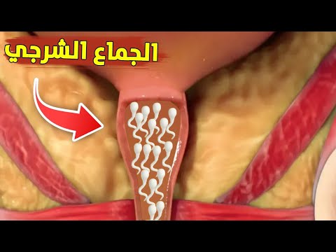 Anal Sex And Why God Forbade It