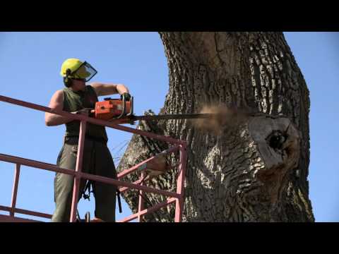 Redwood Kings TV Schedule Redwood Kings Animal Planet