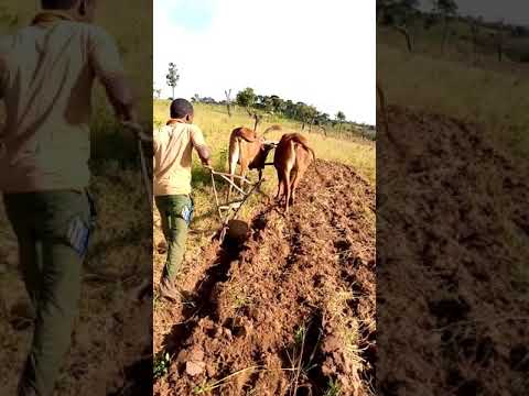 JIFUNZE JINSI YA KULIMA NA NG OMBE