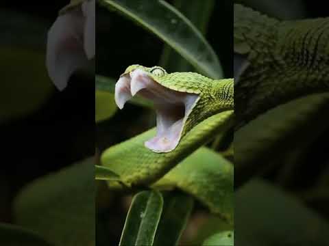 أنياب الثعبان