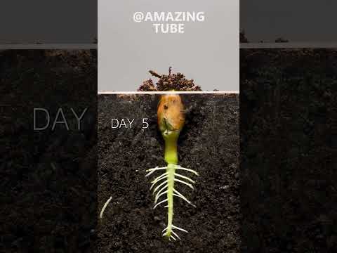 Peanut Time Lapse Amazingtube Timelapse