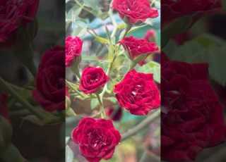 A Climbing Rose Flowers Home Gardening Flowers Youtubeshorts Trendingshorts Rose Shorts