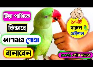  ট য প খ প ষ ম ন ন র ১০ট দ র ন ক শল How To TAME Bird ট য প খ ক ক ভ ব প ষ ম নব ন Tiya Pakhi