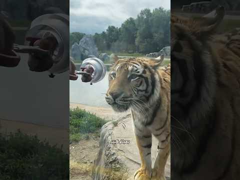 أطعمت نمر ا في حديقة الحيوانات Shorts