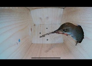 چگونه یک جعبه لانه خالی تبدیل به خانه ۶ جوجه چکاوک خانگی شد بخش ۱ جعبه لانه پرنده لانه