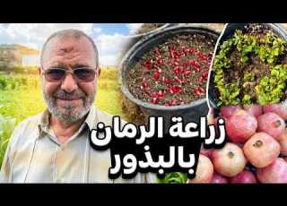  اسرار نجاح زراعة شجرة الرمان بالبذرة دليل شامل خطوة بخطوة