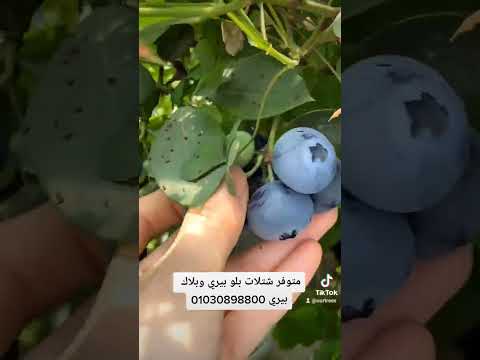 بلاك بيري بلو بيري متوفرين في مشتلنا مدينة السادات محافظة المنوفية