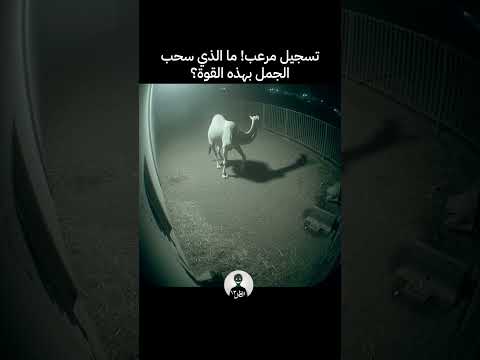 ما الذي سحب الجمل بهذه القوة Unseen Force Drags Camel