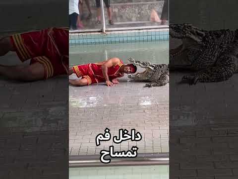 تمساح يفاجئ مدربه اثناء العرض