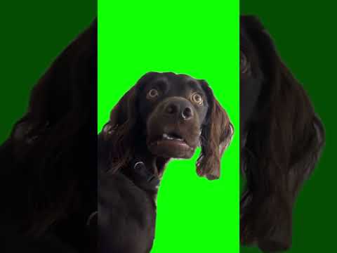Confused Black Dog Listening Meme Green Screen Greenscreen Memes Dog Funny