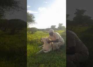  Simba Rafiki Na Binadam Katika Shamba La Wanyama Pori Serval Wildlife Tunafundisha Wanyama Pori
