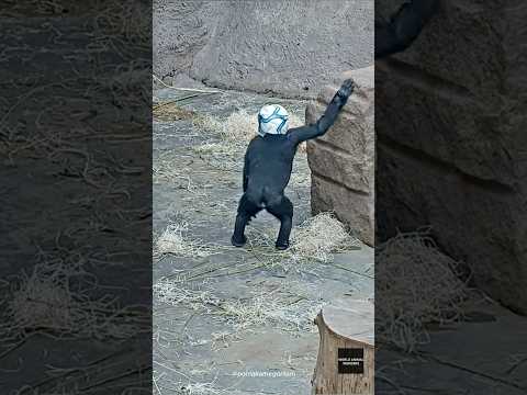 Ajabu Vs Ball Gorilla