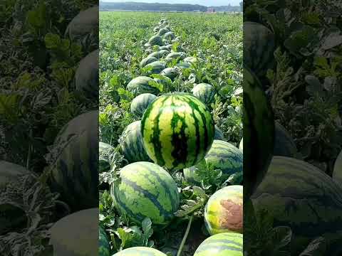 مشوب بدي بطيخه