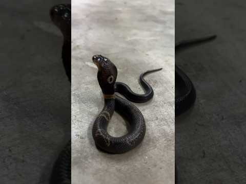 Baby Cobra Tries Hooding Up Short Shorts Cobra Animal Wildlife Snake Nature Reptiles