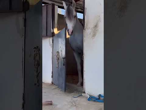 Wow Horse Riding Video Horse Equestrian Automobile Animals Gadgets Funny