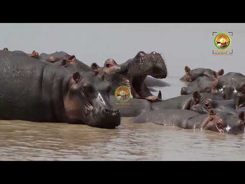 JE UNAUJUA UFALME WA VIBOKO JIONEE HAPA KATIKA HIFADHI YA TAIFA YA KATAVI