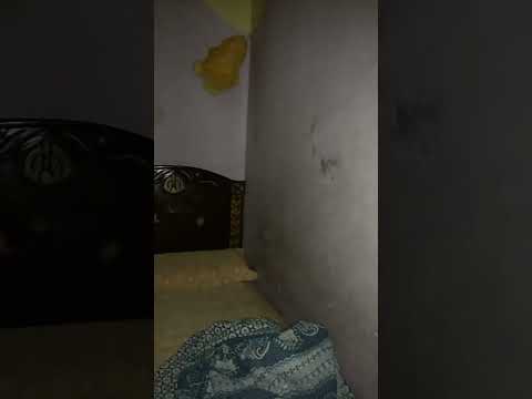 الدبدوب بيتحرك