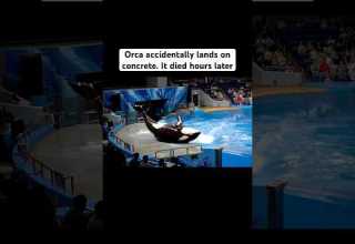Orca Lands On Concrete At SeaWorld