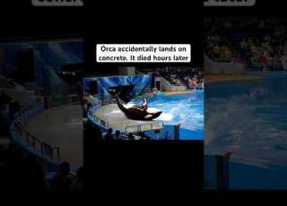 Orca Lands On Concrete At SeaWorld