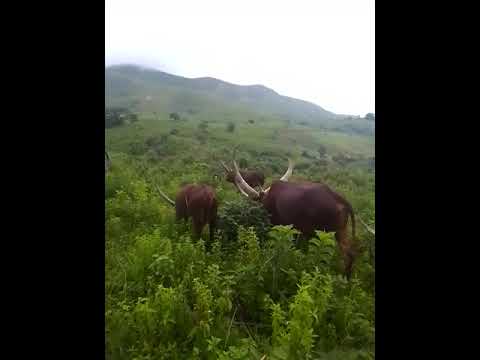 Walaga Lukwaja Ujumbe Wijukuu Feya