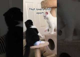  A Love So Beautiful Cat Happycats Someoneyouloved Maluyaji