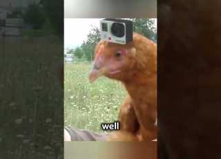 Chicken S Head Stabilization