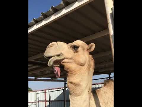 هدر البعير شاهين