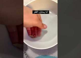 اشتريت لخلودة اصغر ضفدع بالعالم كان رح يهرب منا