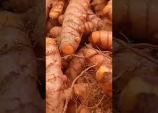 Turmeric Harvest Pasupu పస ప