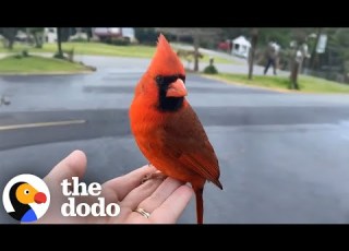 Cardinal Gives Cutest Goodbye To Woman Who Rescued Him The Dodo