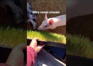Cerditos Alimentados Con Forraje Verde Hidropónico FVH Agricultura Mexico Organic Agro Animal