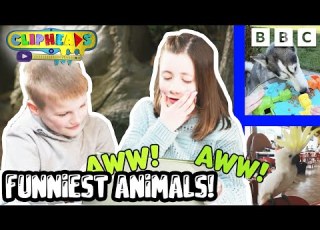  Funniest Animal Videos Clipheads CBBC