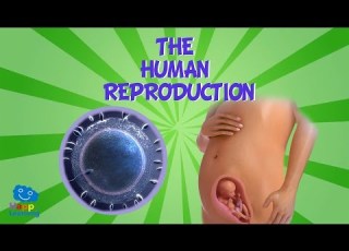  The Human Reproduction Educational Video For Kids