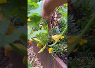 Get The Most Out Of Your Summer Squash With This Tip