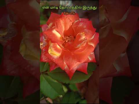 Today S Bloom 22 3 2026