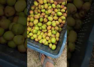  Jujube Harvesting Fruit Viral Short Dhurandhar Dhurandhar2 Fruitshort Cutting Asmr Slowking D