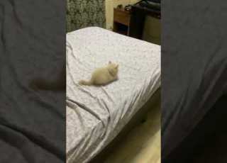 Jumpy Kitty