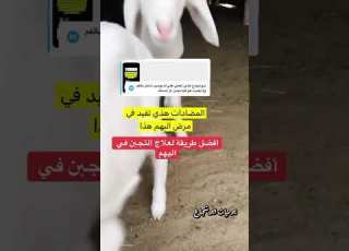 علاج التجبن في البهم من الأسباب التي تذبح صغار الغنم وخسارة المربين تربية الغنم البهم علاج التجبن