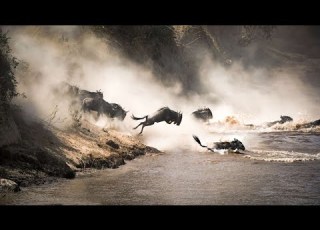 The Gorgeous Wild Life Of Planet Earth አስደናቂው የዚ ምድር የዱር እንስሳት ሕይወት