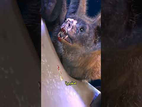 كيف يقوم الخفاش بامتصاص الدم