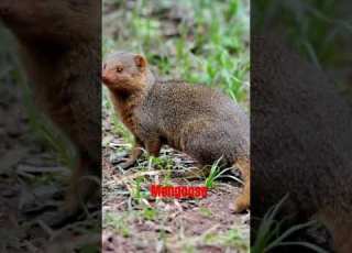 Mongoose Sound Shortsyoutube Shortsfeed Animals