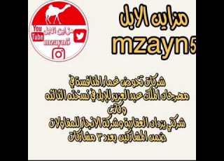  مهرجان الملك عبدالعزيز للابل 3