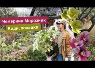  Blackthorn Moroznik Planting Types Winter Flowers