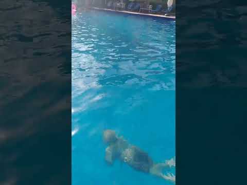 تعليم السباحة ملكة جمال العالم فرح لبنان