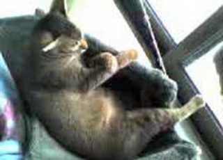 SaiMa Taking A Nap